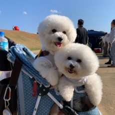 dogfes18